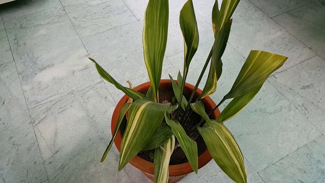 Aspidistra Elatior Variegata "Cast Iron Plant" Care & Propagation Tips смотреть онлайн