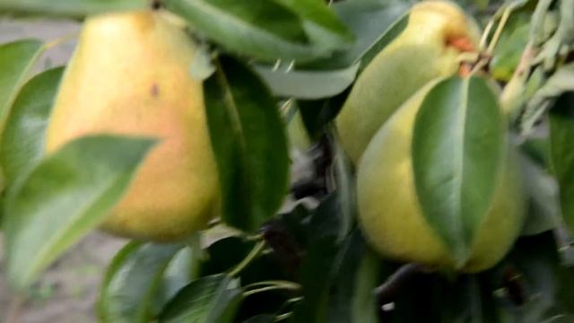 Груша Лира смотреть онлайн