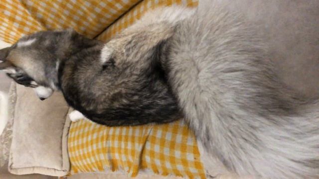 ПРИДЕТ СЕРЕНЬКИЙ ВОЛЧОК И УКУСИТ ЗА БОЧОК | ХАСКИ ГРОМ ИЗ СОЧИ смотреть онлайн