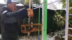 Ловля щеглов 2018