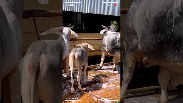 🔴 Guzerat Breed Unraveling the Beauty and Benefits of This Exemplary Cattle ✅ Biggest Bulls And Cow смотреть онлайн