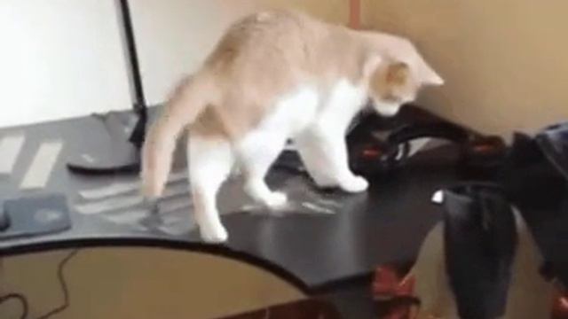 Как отучить кота ходить по столу смотреть онлайн