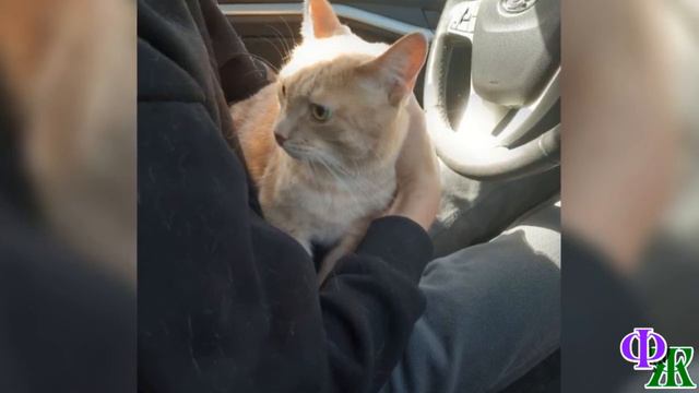 - Скизи, если ты не замолчишь, я отдам тебя собаке! – возмутился муж, а потом случилось страшное… смотреть онлайн