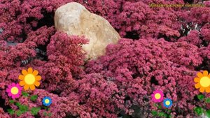 Очиток гибридный Фаиркрекер. Краткий обзор, описание характеристик sedum Firecracker