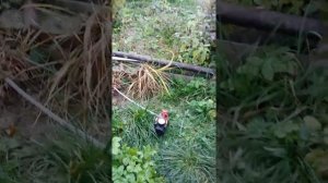 как слить воду из труб на зиму