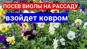 ПОСЕВ  ВИОЛЫ НА РАССАДУ - ВЗОЙДЕТ КОВРОМ! ЗАПРАВЛЯЕМ СЫТНО ГРУНТ!