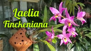 Laelia Finckeniana домашнее цветение.