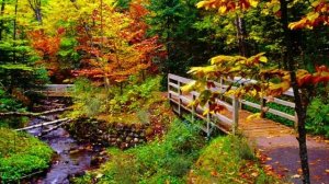 ОСЕННИЙ парк / звуки ДОЖДЯ / Мягкое ЗВУЧАНИЕ природы / Красивая МЕЛОДИЯ / АСМР...