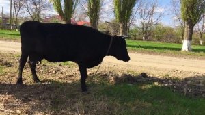 Корова и теленок на лужайке. Ребенок знакомится с животными в станице