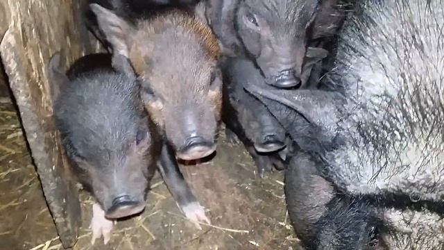 Вьетнамские поросята. Помесь (гибрид) дюрок смотреть онлайн