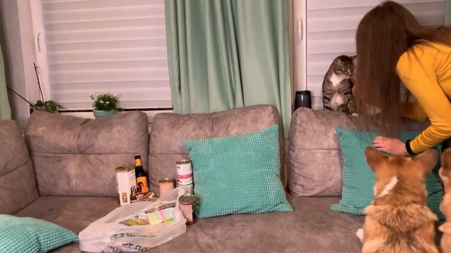 ОПЯТЬ обидели кошечку!👿 что учудил опять Сэдди?! Много покупок | VLOG смотреть онлайн