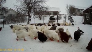 холмогорские гуси вывод 2021 год  ч. 3