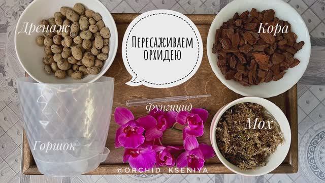 Пересаживаем орхидею фаленопсис: рекомендации о горшке,грунте,свете и препаратах после пересадки ?