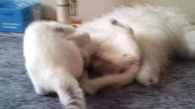 Кошка достала кота смотреть онлайн