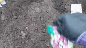 Посев семян многолетних цветов в теплицу на рассаду