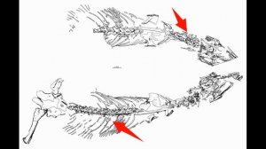 Варанопсы - синапсидные не синапсиды! Помни о предках