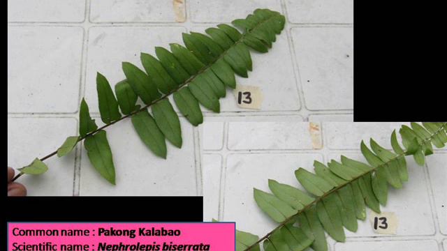 FBS 21 Forest Taxonomy Review Materials -  Day 3  February 2 2016  METALLICA