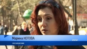 В Ростове решают проблему с бездомными собаками