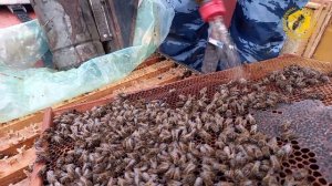 Ранняя стимуляция пчёл медовой сытой