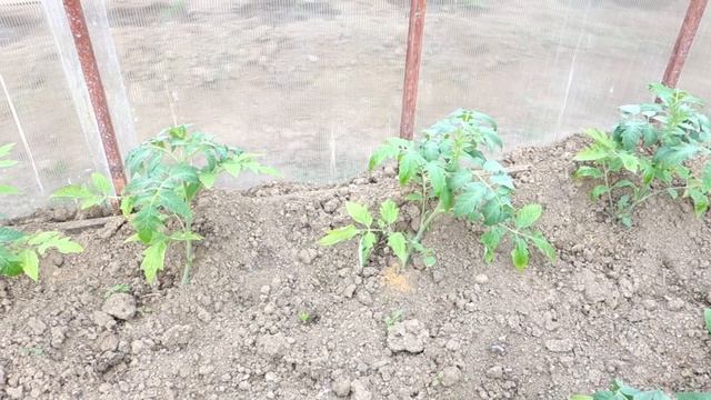 Томатам 2недели после высадки в теплицу. Уход за томатами (46 13.05.16) смотреть онлайн