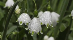 Таджикистан | Ансамбль Гульшан | Хурмо Ширинова | Ману дарё