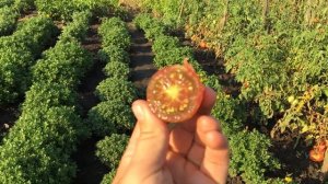 Томат ВЕРНИСАЖ ЧЕРНЫЙ