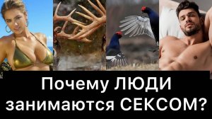 Почему люди занимаются сексом (Половое поведение)