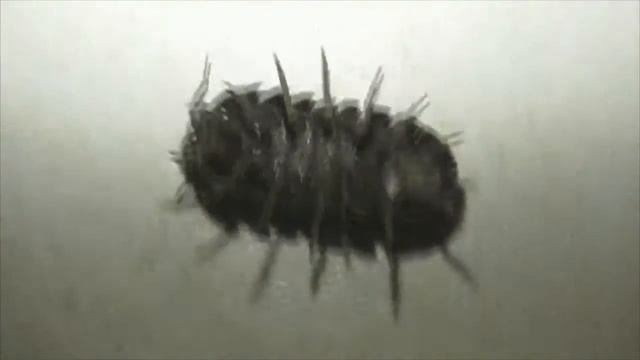 Мокрица