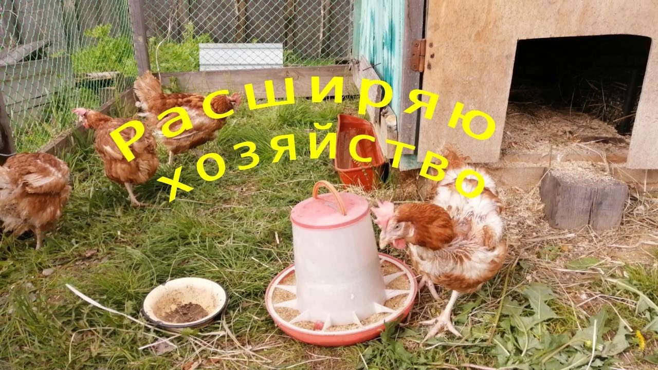 КОГО ЗАВЕЛА? Расширяю хозяйство.