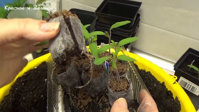 Рассада. Мой ежедневный уход смотреть онлайн