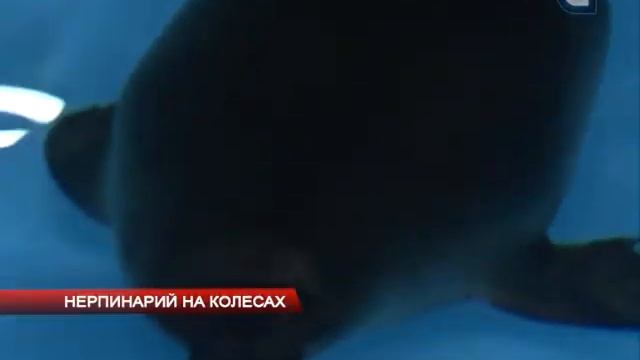 Нерпинарий на колесах смотреть онлайн