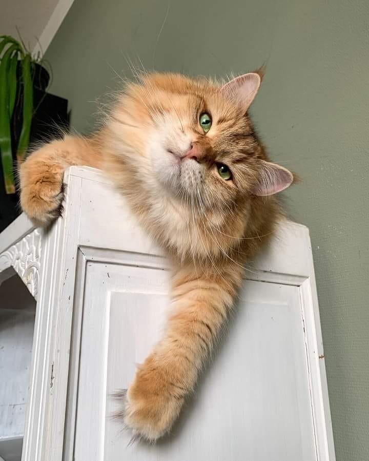 Смешные коты