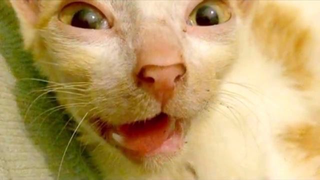 «Усыпляйте, нам такой урод не нужен!» Но ему повезло, вот как он преобразился смотреть онлайн