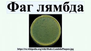 Фаг лямбда