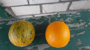 Как  вырастить дыню в Брянской области?! Дегустация дыни сорт Колхозница.