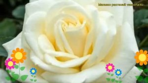 Роза чайно-гибридная Поларштерн. Краткий обзор, описание характеристик Polarstern