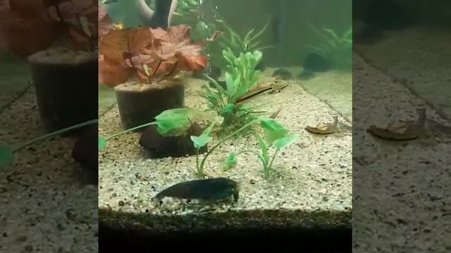 Креветка камерунский фильтратор (нигерийский, габонский) Atya gabonensis смотреть онлайн