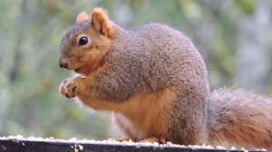 Squirrel Action 2 - Nikon Coolpix P510 Review