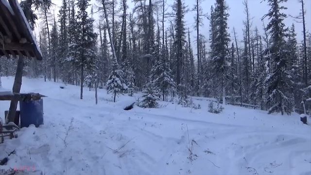ОХОТА на ВОЛКА. АЛЬФА-САМКА. смотреть онлайн