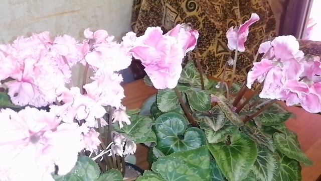Цикламены. (Cyclamen) Как я опыляю цикламены и скрещиваю сорта.