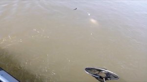 Рыбалка на снасть кольцо. Учимся.