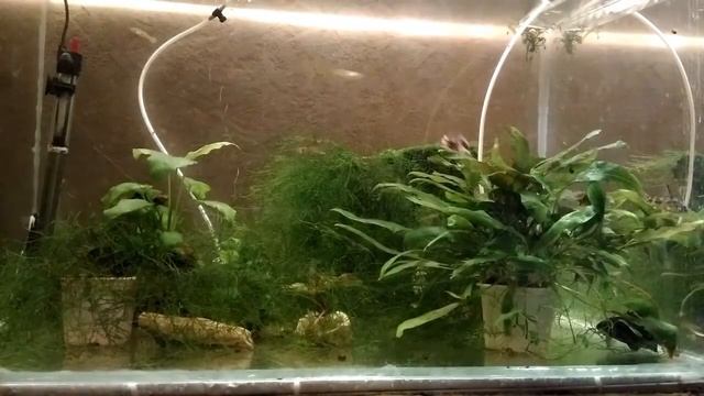 Гуппи 3 Покупка производителей, содержание, разведение, кормление смотреть онлайн