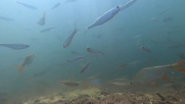 Прикормил рыбу сырым пшеном. смотреть онлайн