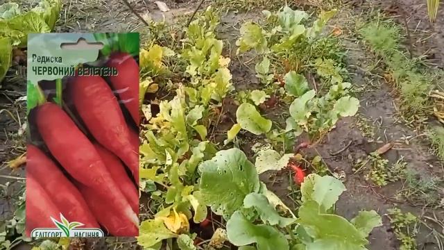 Что происходит на грядке с пекинской капустой смотреть онлайн