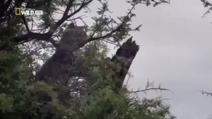 Две самки леопарда Заповедник Африки Охота леопарда. Прыжок дикого зверя на жертву