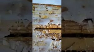 суровая среднерусская пчела скоро едем на ДНК!!!