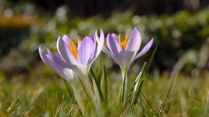 Расслабляющая музыка с Альфа волнами 8 Гц