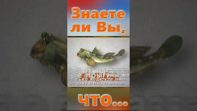 Знаете ли вы, Что? Крокодил