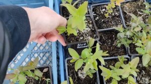 Ирга канадская жимолость саженцы