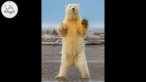 топ 5 ОПАСНЫХ Животных, Они Тебя Сожрут